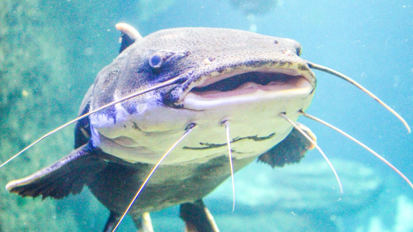 imagem editada do personagem Capitão, do filme Os Pinguins De Madagascar, com texto dizendo Nem Fudendo